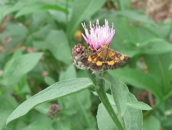 Pyrausta purpuralis? No, Pyrausta falcatalis, Crambidae